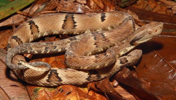 ALERTA: ataque de Cobras preocupa moradores de Ananás