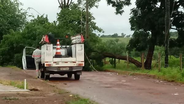 ANANÁS: queda de árvore deixa rua interditada
