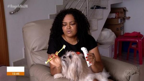 Cadelinha tem escova e creme para cuidar dos dentes; limpeza evita mau hálito e doenças