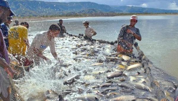 Câmara setorial da piscicultura busca fortalecer atividade no Tocantins