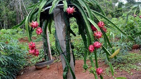 Com assistência técnica do Governo do Tocantins, produtor investe no cultivo de pitaya de olho no mercado consumidor