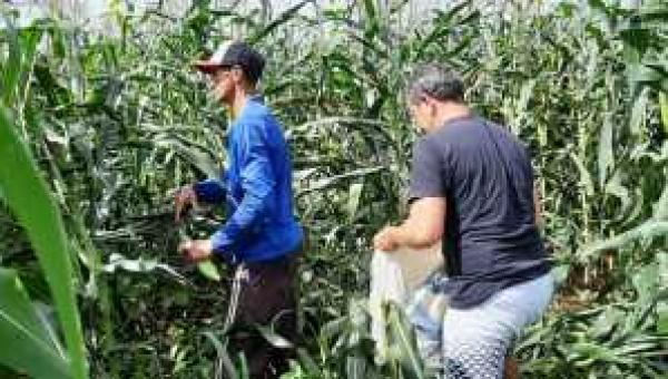 Com assistência técnica produtores comemoram a boa safra de milho verde no sudeste do Estado