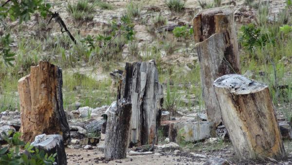 A Unidade de Conservação da mais completa floresta fossilizada do mundo completa 23 anos de criação em Filadélfia 