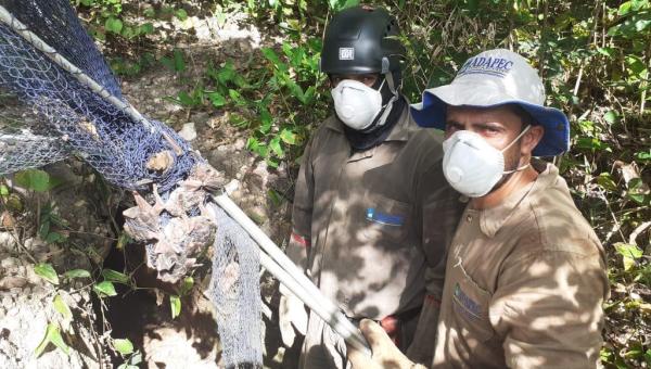 Ações de controle da raiva dos herbívoros é realizada no Tocantins