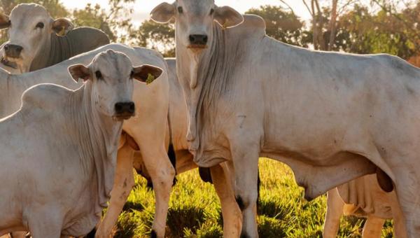 Adapec alerta produtores rurais que o prazo para declaração obrigatória de informações pecuárias encerra dia 30 de novembro