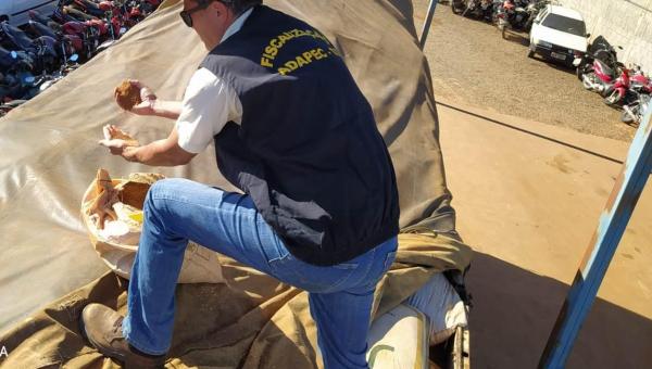 Adapec apreende 10 toneladas de sementes de capim irregular na BR-153 próximo a Araguaína