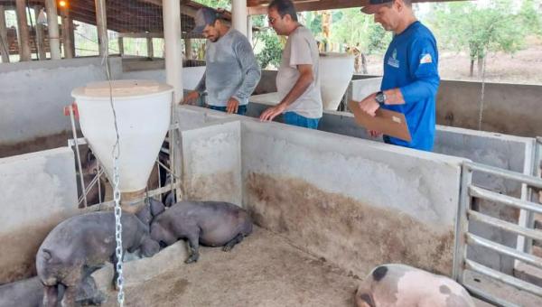 Adapec realiza vigilância ativa em suinoculturas nos municípios de Axixá e Araguatins