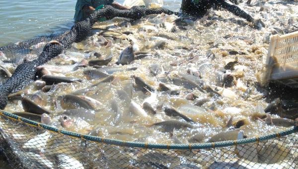 Agência de Fomento do Tocantins disponibiliza recursos para piscicultura