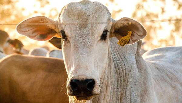 Agrotins 2026 destaca rastreabilidade e fortalece abertura do agro tocantinense para mercados internacionais
