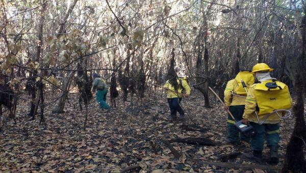 Brigadistas do Naturatins realizam ação de combate a incêndio florestal no Parque Estadual do Cantão
