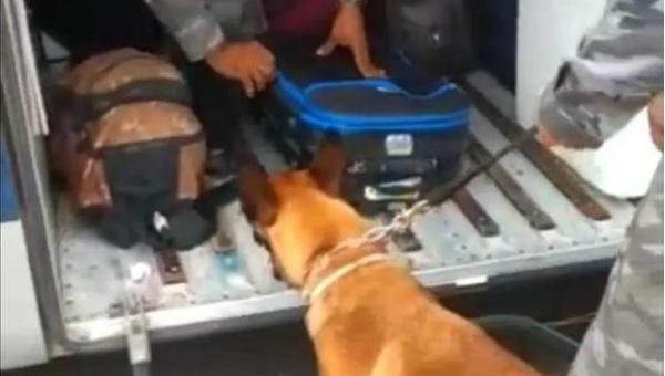 Cão farejador encontra maconha escondida dentro de monitor de computador em ônibus na BR-153