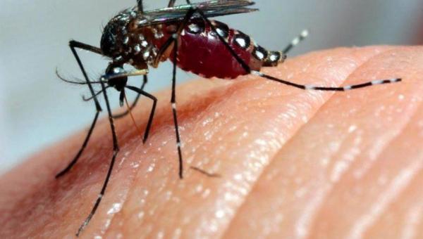 Capacitação orienta municípios sobre manejo clínico do paciente com Chikungunya, Dengue e Zika 