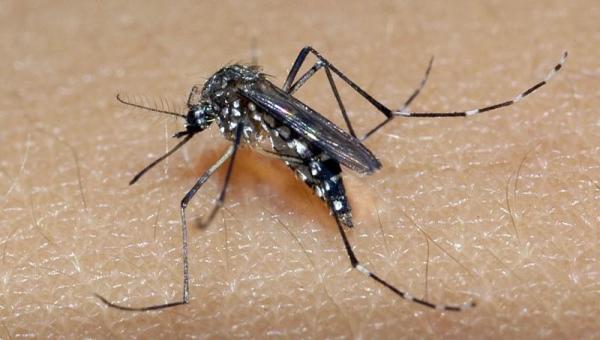 Casos de dengue explodem no Brasil nas primeiras semanas de 2024

