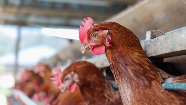 China relata primeiro caso humano de gripe aviária 