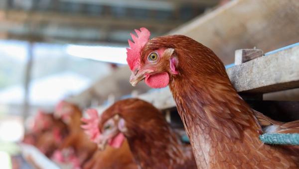 China relata primeiro caso humano de gripe aviária 