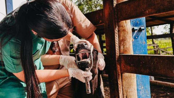 Com vigilância ativa contra febre aftosa em bovinos, Governo do Tocantins assegura sanidade e mercados para a carne tocantinense