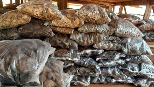 Comitês de Bacias Hidrográficas do Tocantins coletam quase 10 toneladas de sementes do Cerrado para produção de mudas