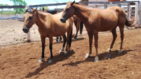 Cuidados para evitar Anemia infecciosa equina é tema de ação da Adapec 