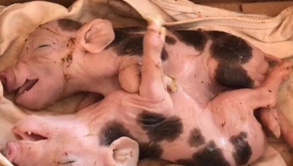 CURIOSIDADES: Porquinhos siameses nascem em chácara
