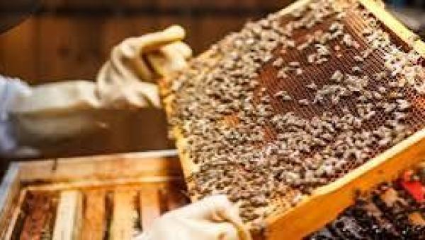 Curso gratuito de apicultura é oferecido em Xambioá

