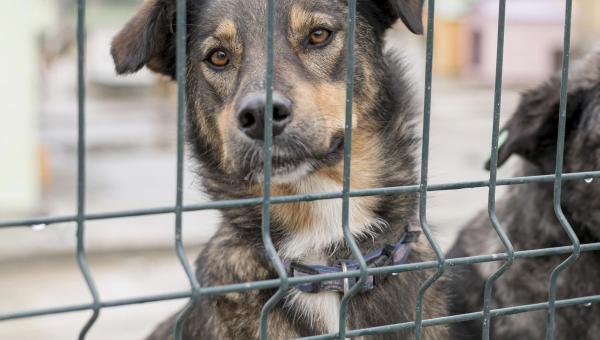 Em Araguaína, homem que provocou a morte de um cachorro é indiciado pela Polícia Civil por maus-tratos a animal

