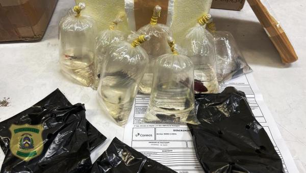 Fiscalização ambiental atende denúncia de remessa postal de peixes ornamentais