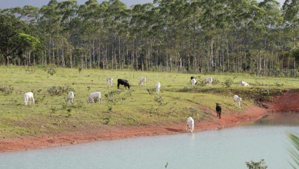 Governo do Tocantins alerta produtores rurais e municípios sobre golpe de oferta e cobrança indevida de serviços ambientais gratuitos