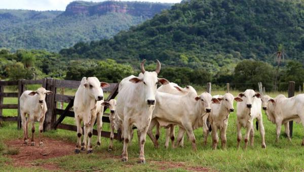 Governo do Tocantins avança na rastreabilidade bovina e inicia projetos-piloto em propriedades rurais