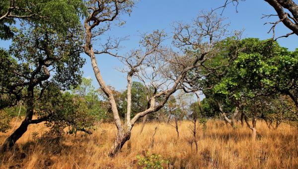 Governo do Tocantins celebra redução de 31,56% do desmatamento no bioma Cerrado do Estado, em junho de 2024