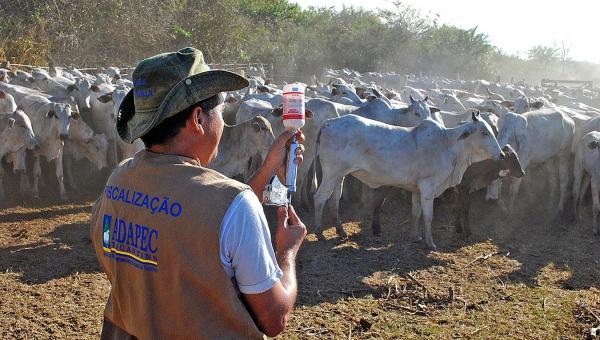 Governo do Tocantins celebra retirada da vacina contra a febre aftosa no Estado