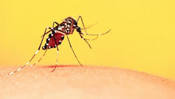 Governo do Tocantins convoca a população para participar do Dia D contra a dengue