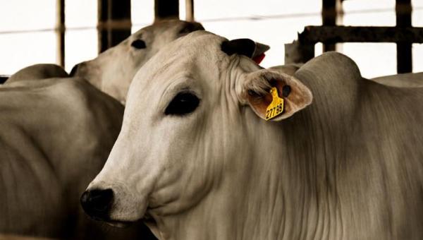 Governo do Tocantins lança guia prático da rastreabilidade individual bovina