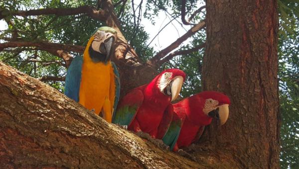 Governo lança campanha “Animal silvestre não é Pet”