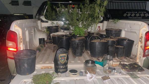Homem é preso por cultivar plantio de maconha em Araguaína 