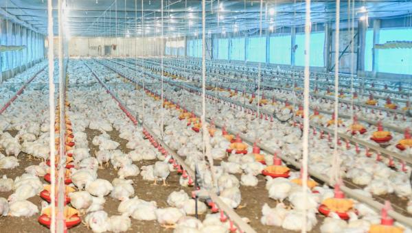 Influenza Aviária: Adapec reforça medida do Ministério da Agricultura que suspende por 90 dias eventos com aglomerações de aves 
