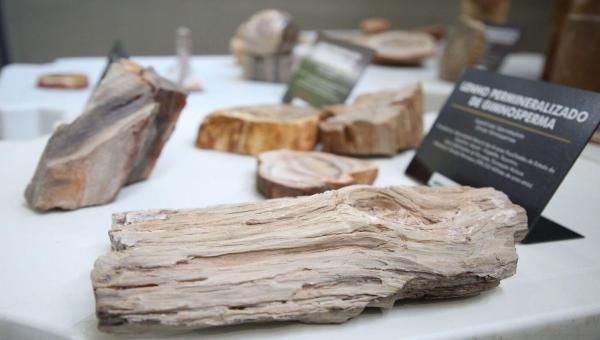 Monumento Natural das Árvores Fossilizadas (Monaf) participa de exposição alusiva ao dia da árvore na sede do Tribunal de Justiça 