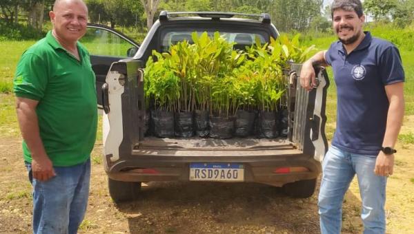Mudas produzidas no viveiro de Araguatins são distribuídas aos municípios pelo Comitê das Bacias Hidrográficas dos Rios Lontra e Corda