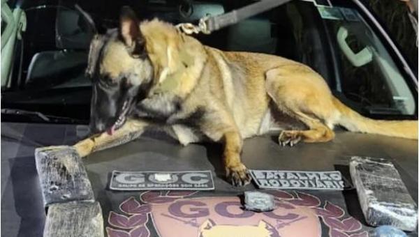 Mulher é presa após cadela da PM farejar 2,5 kg de maconha escondidos dentro de mala