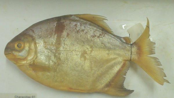 Naturatins alerta para a importância de respeitar o período de reprodução dos peixes