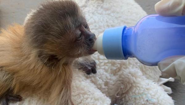Naturatins recebe mais de 100 animais silvestres resgatados durante operação da Polícia Rodoviária Federal em Gurupi