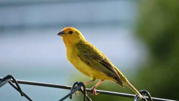 Naturatins recomenda aos Criadores Amadores de Passeriformes e associações atenção quanto às medidas de prevenção da gripe aviária