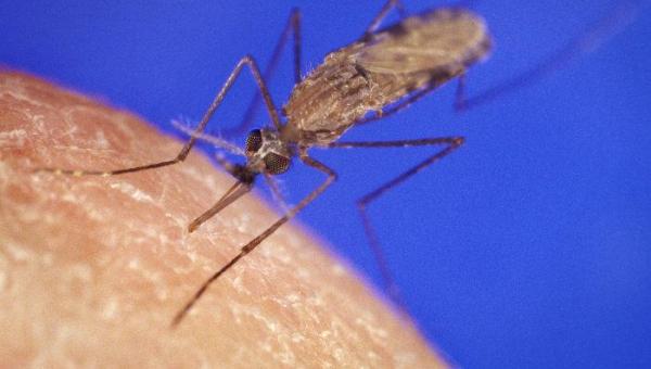 No Dia Mundial da Luta Contra a Malária, Saúde alerta para prevenção à doença