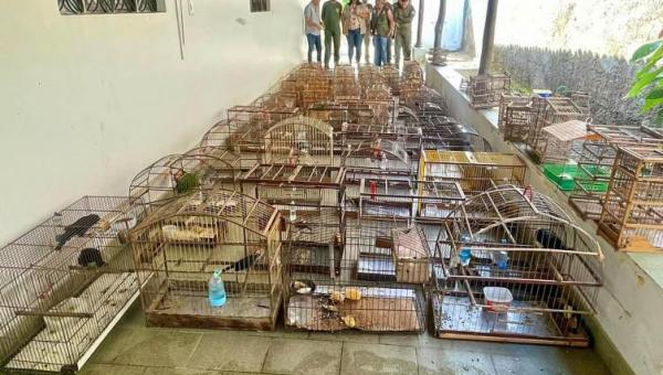 Operação Pássaro Livre do Naturatins resgata 156 aves mantidas em cativeiro na região do Bico do Papagaio