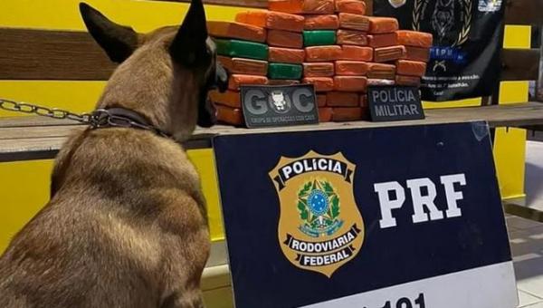 Passageira é presa por tráfico após cão farejador encontrar mais de 40 tabletes de maconha em ônibus