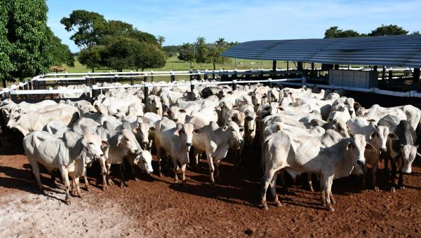 Pecuarista tem até o dia 30 de novembro para vacinar rebanho contra a febre aftosa
