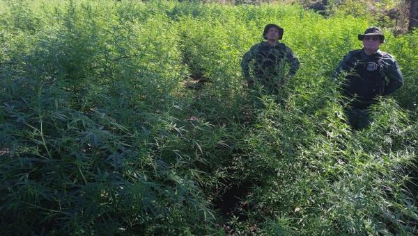 Polícia Militar Ambiental localiza plantação com mais de 2 mil pés de maconha em Paranã