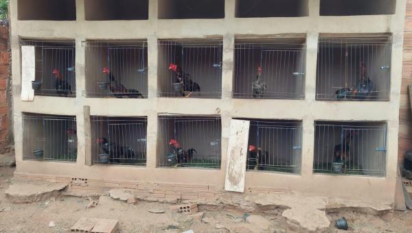 Polícia realiza apreensão de galos de rinha e prende homens por maus tratos a animais em Ponte Alta do Tocantins