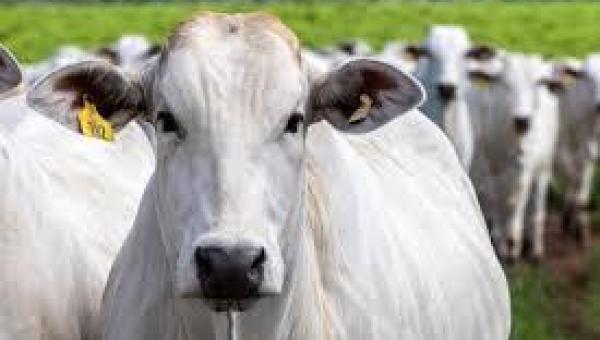 Produtor rural deve ficar atento a campanha de vacinação obrigatória contra brucelose em fêmeas bovídeas
