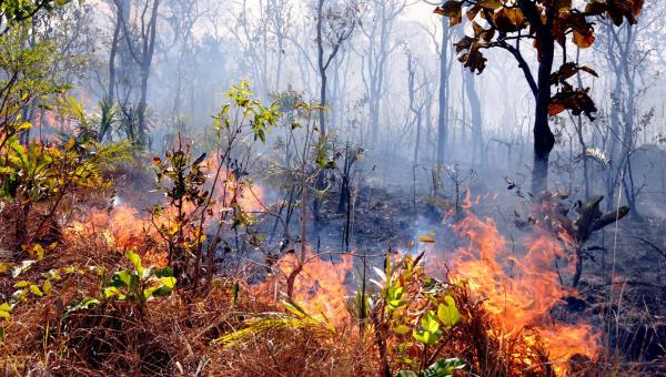 Queimadas diminuem no Tocantins segundo dados do Instituto Nacional de Pesquisas Espaciais 