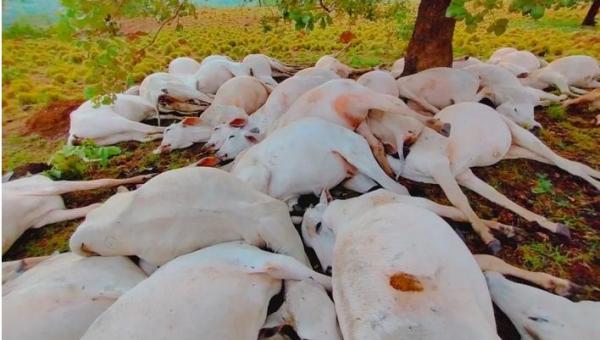Raio atinge e mata mais de 40 cabeças em fazenda no município de Colméia
